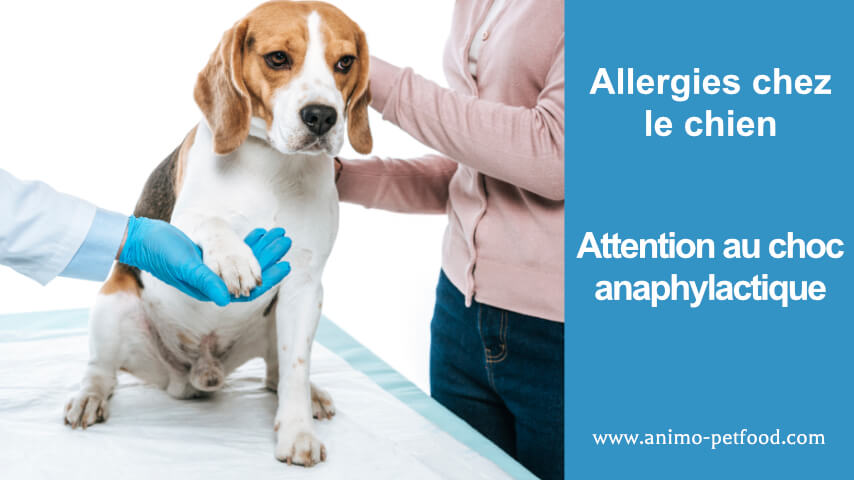 Choc allergique chez les chiens